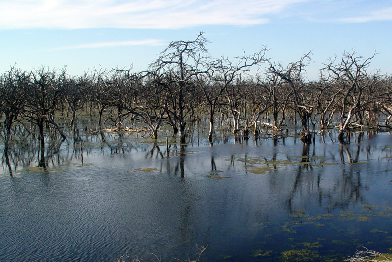 Fotografía del paisaje del Bañado La Estrella, provincia de Formosa